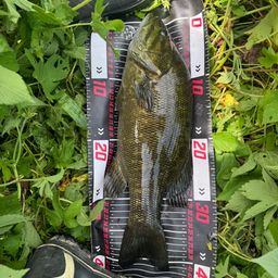 スモールマウスバス