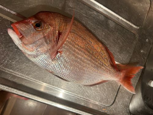 ハナダイの釣果