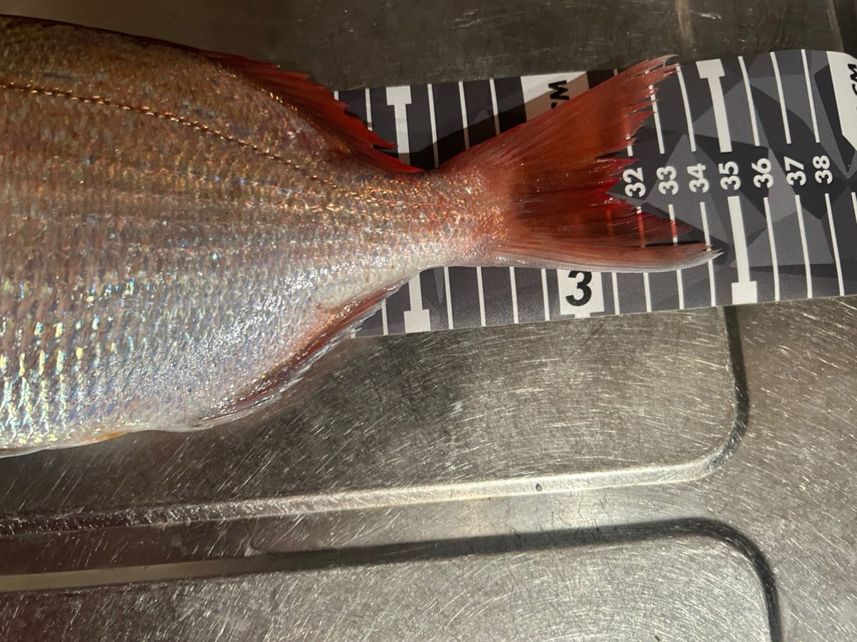 AMFさんの釣果 2枚目の画像