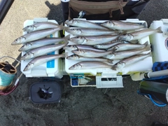 シロギスの釣果