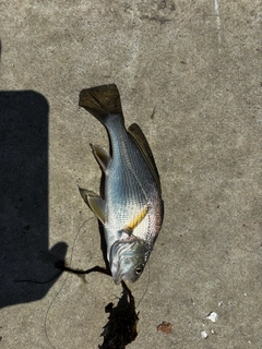 ニベの釣果