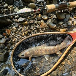 ニッコウイワナ