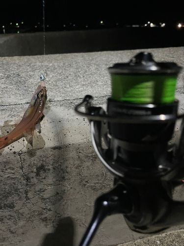 ネンブツダイの釣果