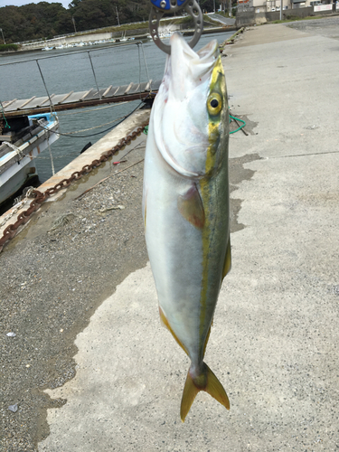 イナダの釣果