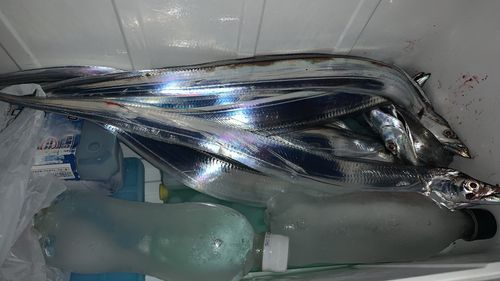 タチウオの釣果