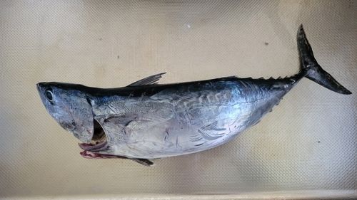 釣果