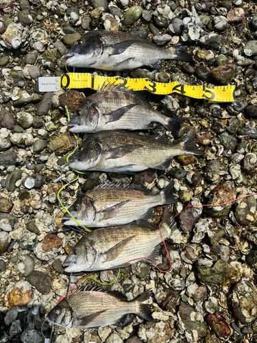 クロダイの釣果