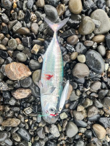 メジマグロの釣果