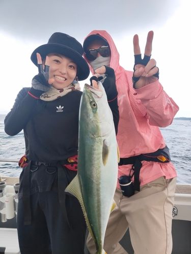 ハマチの釣果