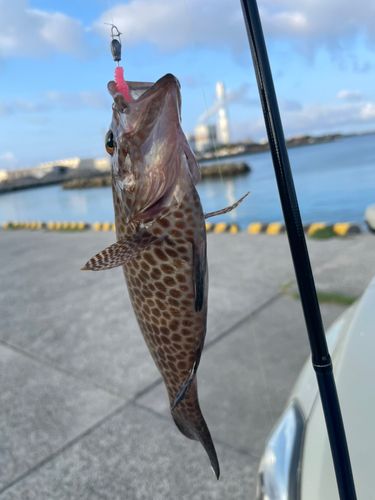 オオモンハタの釣果