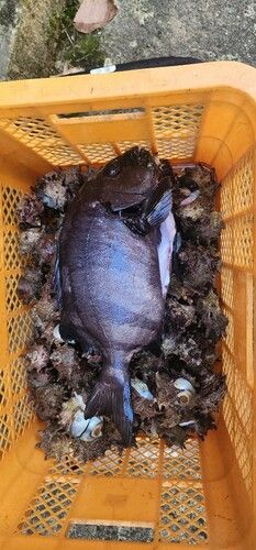 イシダイの釣果