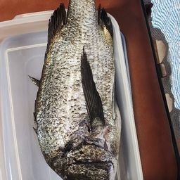 クロダイ