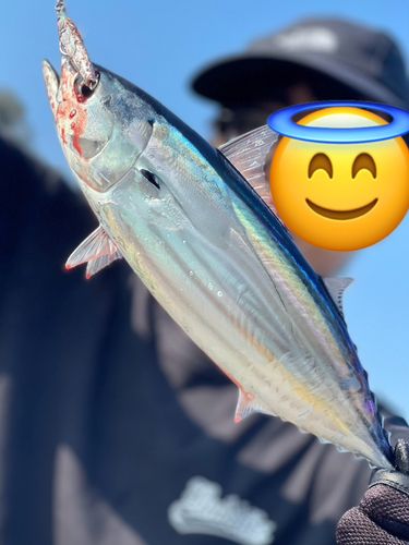 カツオの釣果