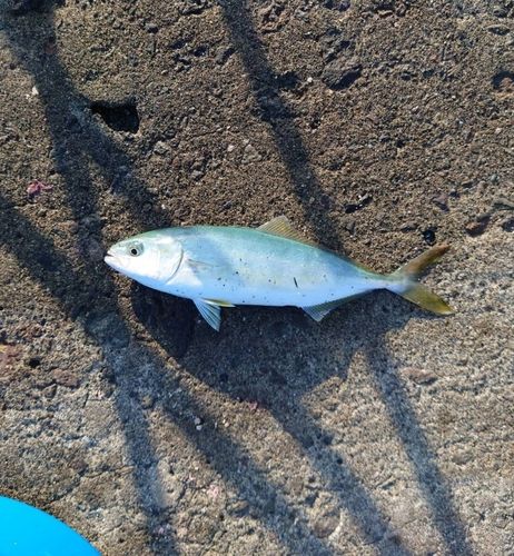 ワカシの釣果