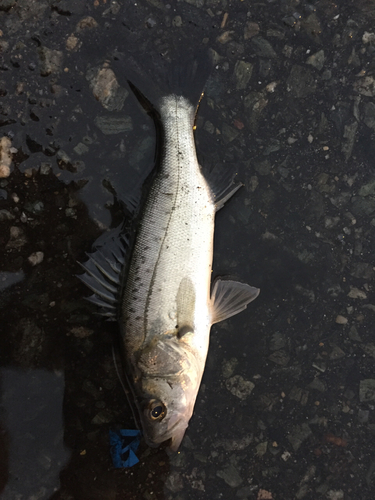 セイゴ（マルスズキ）の釣果