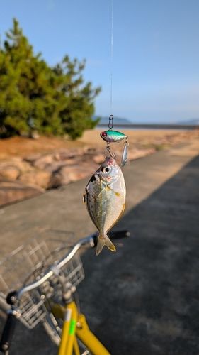 ヒイラギの釣果