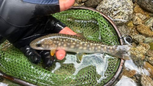 イワナの釣果