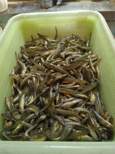 ハゼの釣果