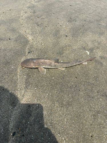 ドチザメの釣果