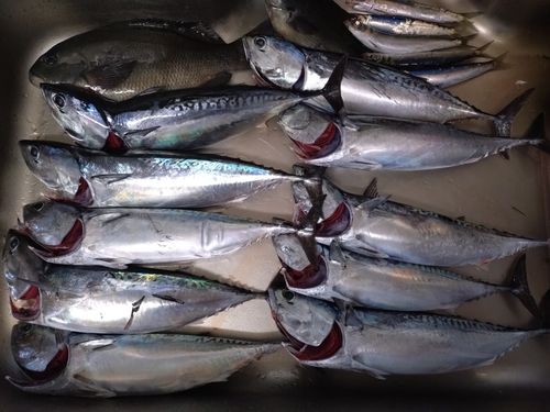 ソウダガツオの釣果