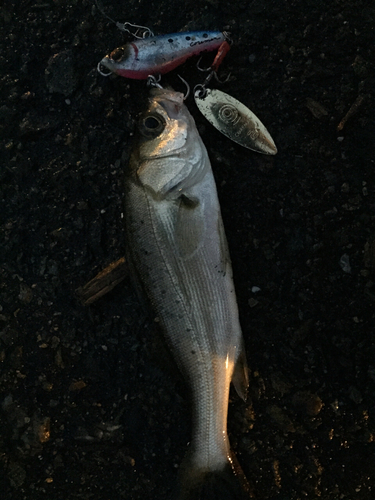 セイゴ（マルスズキ）の釣果