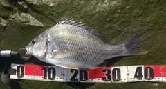 キビレの釣果
