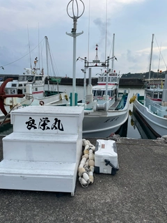 ケンサキイカの釣果