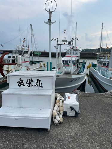ケンサキイカの釣果