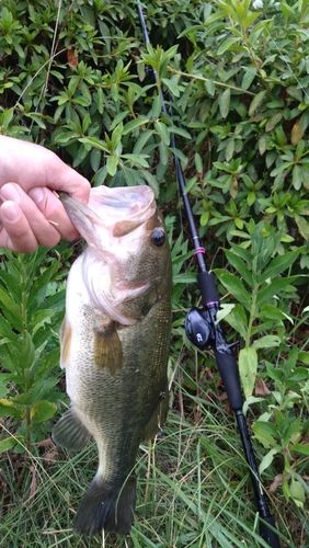 ラージマウスバスの釣果