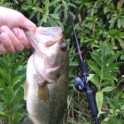 ラージマウスバス