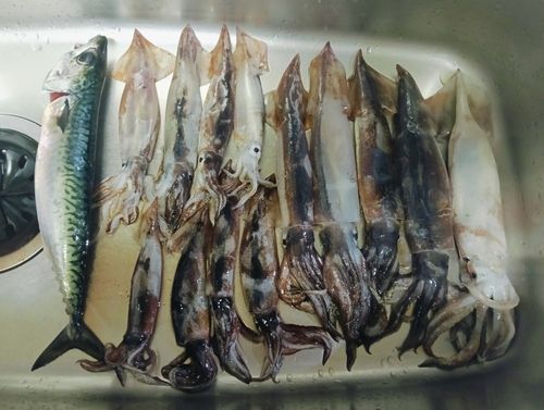 スルメイカの釣果