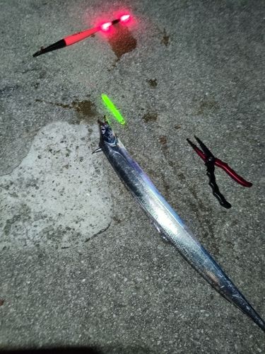 タチウオの釣果