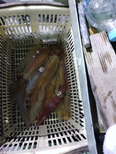 ケンサキイカの釣果