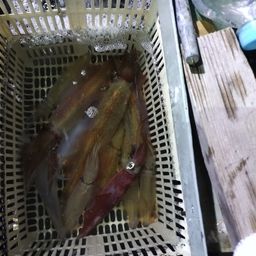 ケンサキイカ