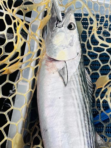 ハガツオの釣果