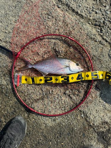 カンパチの釣果