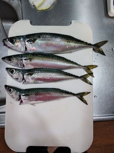 サバの釣果