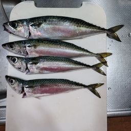 サバ