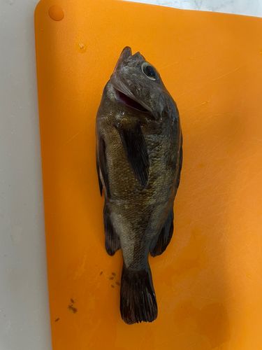 クロメバルの釣果
