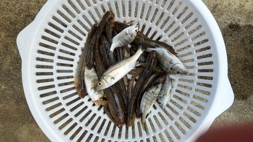 ハゼの釣果