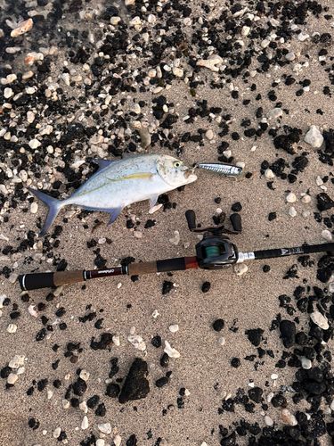 カスミアジの釣果