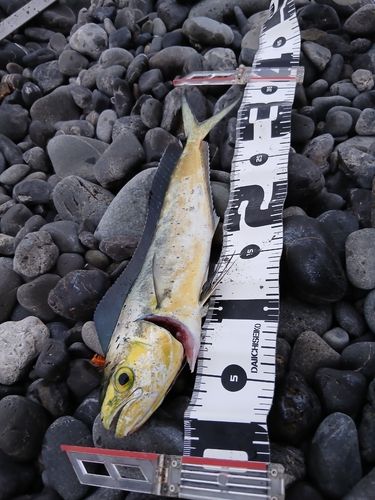 ソウダガツオの釣果