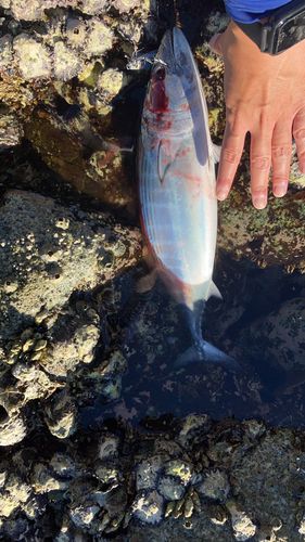 ハガツオの釣果