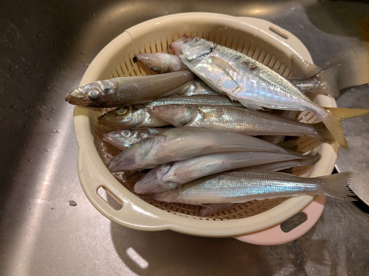 ユタカ30さんの釣果 3枚目の画像