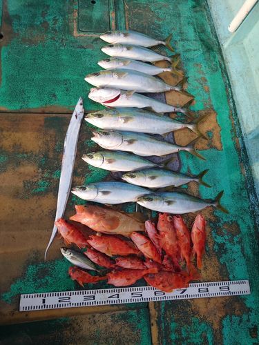 ブリの釣果