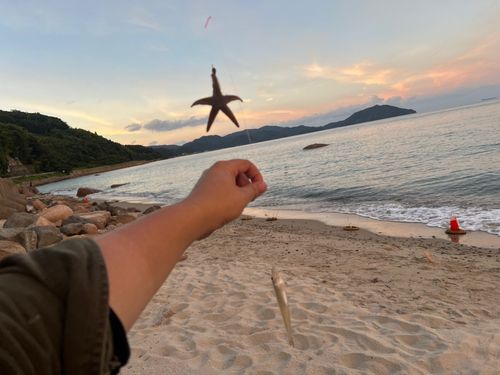 キスの釣果