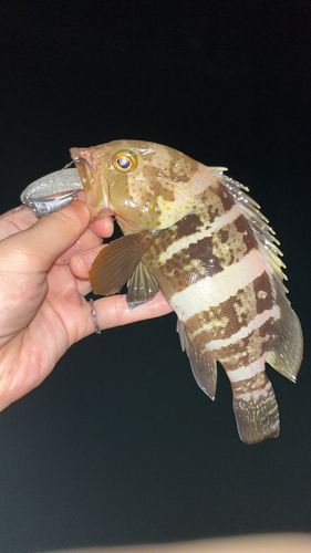 アオハタの釣果
