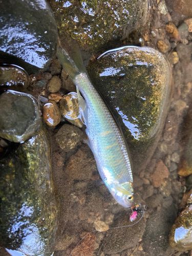 オイカワの釣果