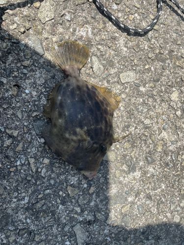カワハギの釣果