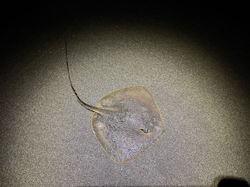 アカエイの釣果